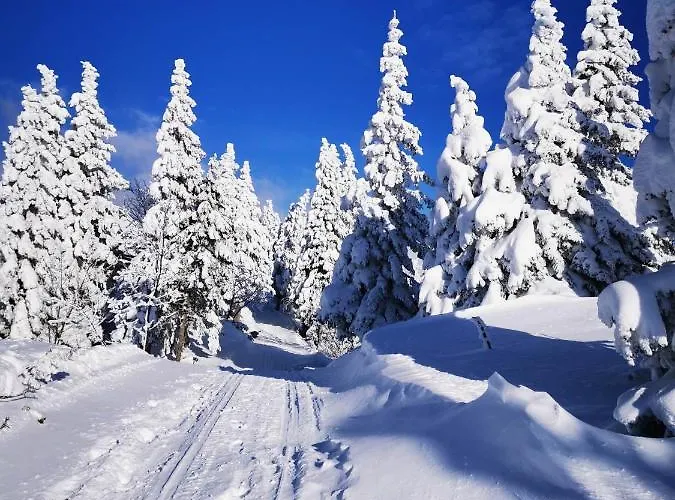 Koca Pastirica - Velika Planina *